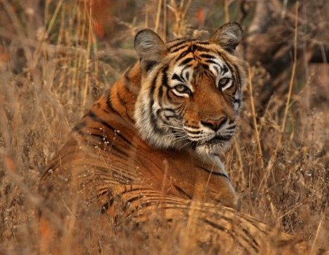 tiger-in-ranthambore-national-park