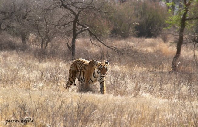 Tiger Tourism