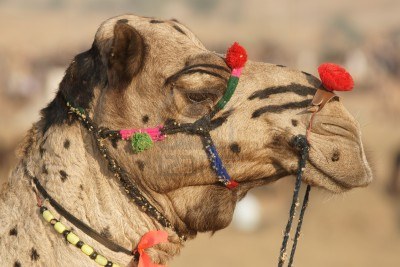 Decorated Camel