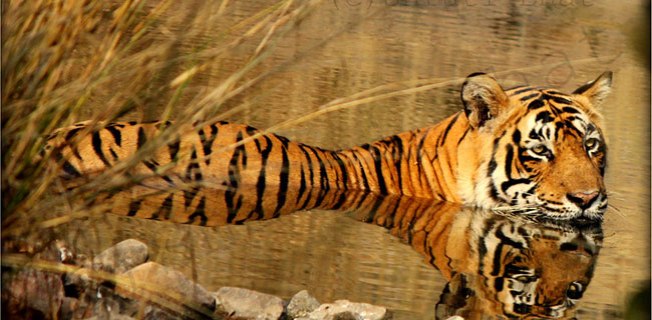 57Ranthambore-Tiger-Reserve