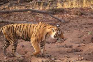 Machli, the world's most famous tigress