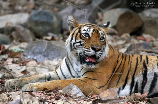 Grand Old Tigress Machali at RAnthambhore National Park