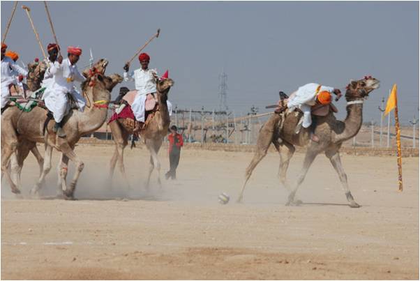 camel-polo Devang Shah