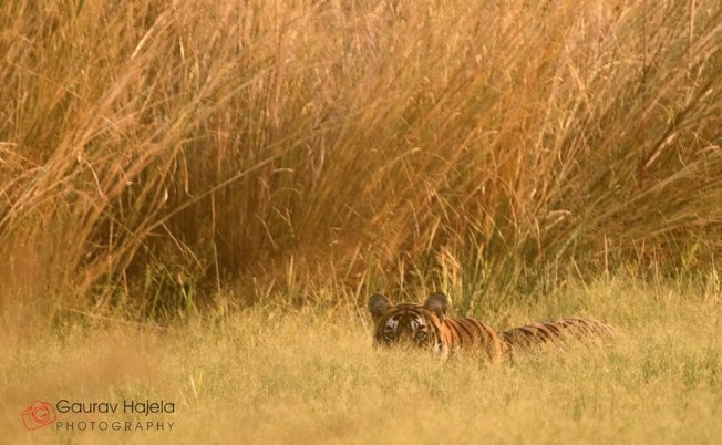 Ranthambhore Tiger.jpg