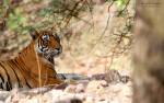 Ranthambore National Park Opens for Tourists