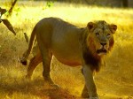 Lion Safari to Start in Nahargarh Biological Park, Jaipur