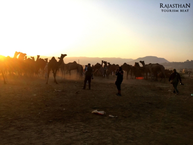 pushkar camel fair (4)