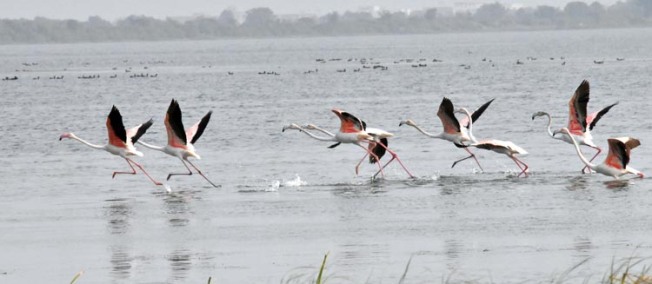 Flamingoesrunning